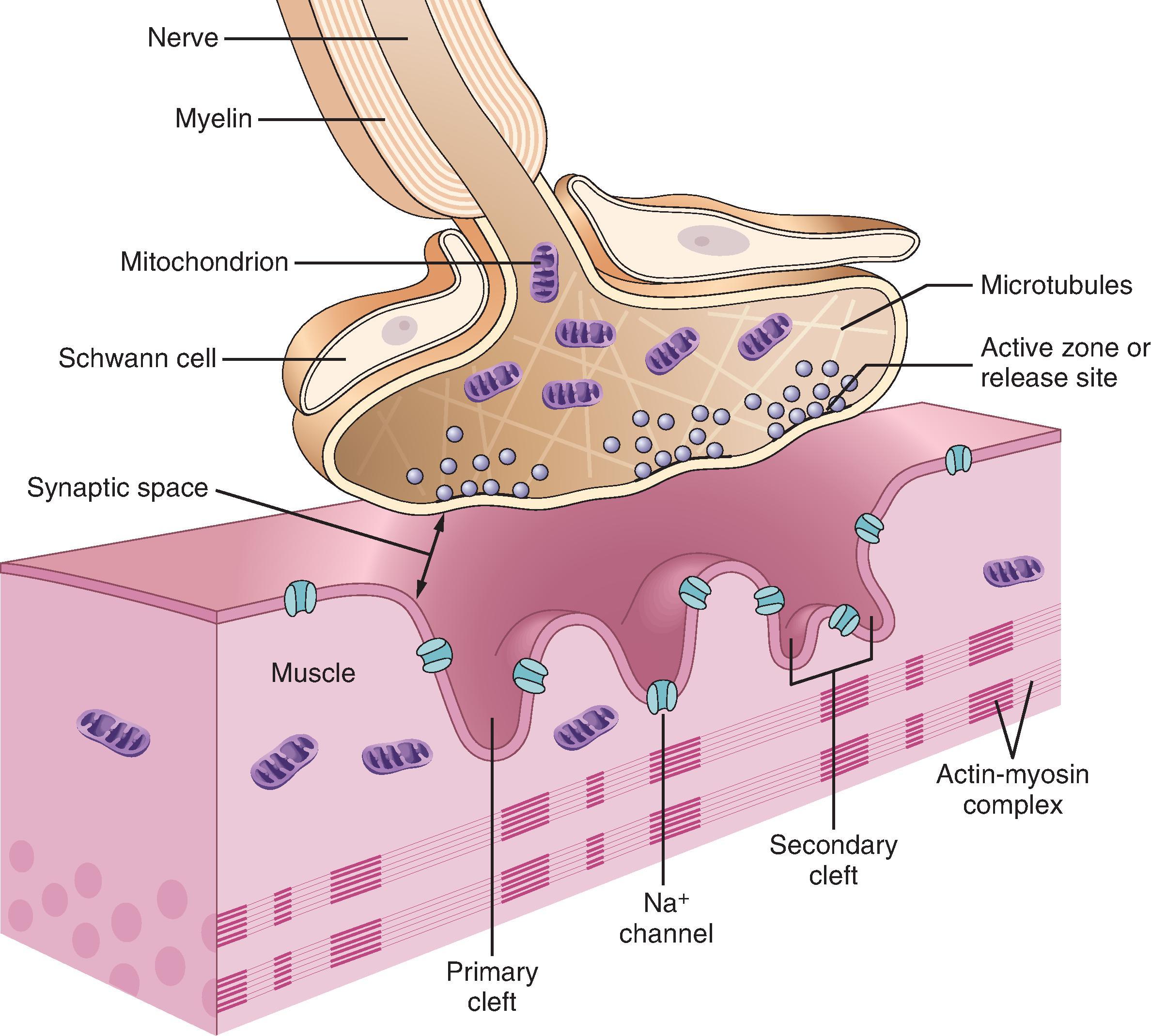 Fig. 11.1, Adult neuromuscular junction with the three cells that constitute the synapse: the motor neuron (i.e., nerve terminal), muscle fiber, and Schwann cell. The motor neuron from the ventral horn of the spinal cord innervates the muscle. Each fiber receives only one synapse. The motor nerve loses its myelin and terminates on the muscle fiber. The nerve terminal, covered by a Schwann cell, has vesicles clustered about the membrane thickenings, which are the active zones, toward its synaptic side and mitochondria and microtubules toward its other side. A synaptic gutter, made up of a primary and many secondary clefts, separates the nerve from the muscle. The muscle surface is corrugated, and dense areas on the shoulders of each fold contain acetylcholine receptors. Sodium channels are present at the clefts and throughout the muscle membrane. (From Martyn JA. Neuromuscular physiology and pharmacology. In: Miller RD, ed. Miller’s Anesthesia. 8th ed. Philadelphia, PA: Elsevier Saunders; 2015.)