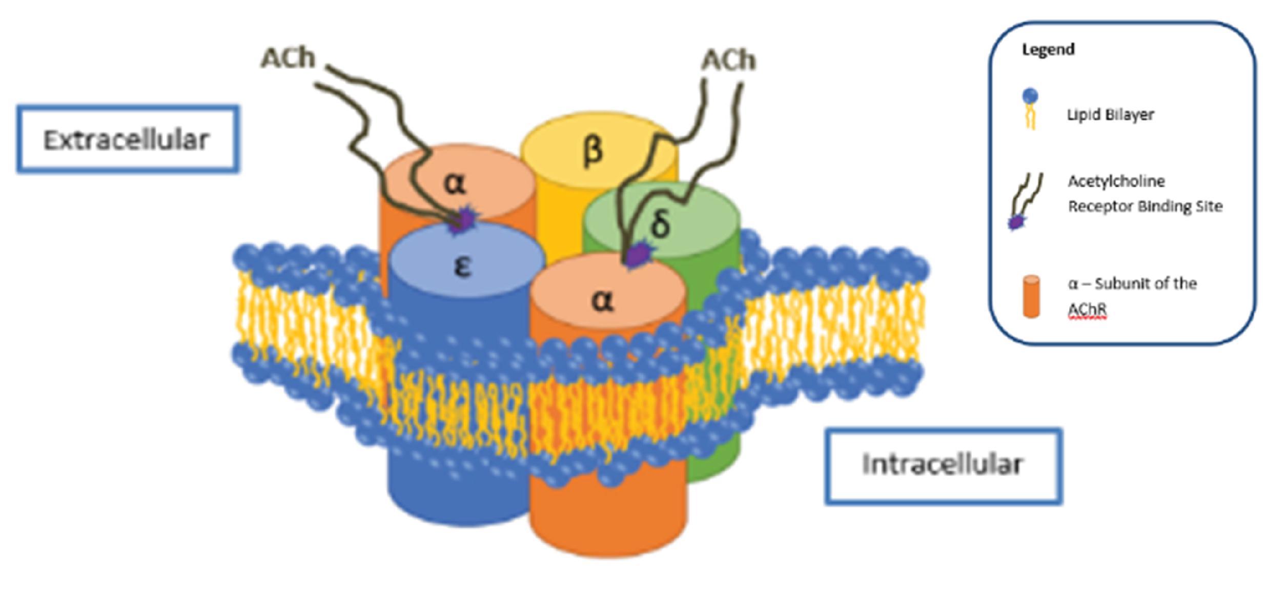 Fig. 11.2, The nicotinic acetylcholine receptor within the lipid bilayer of the postjunctional muscle membrane. The acetylcholine receptor is composed of five subunits: two α, one ε, one δ, and one β. The binding sites for acetylcholine are located at the extracellular portion of the α to ε and α to δ subunits.