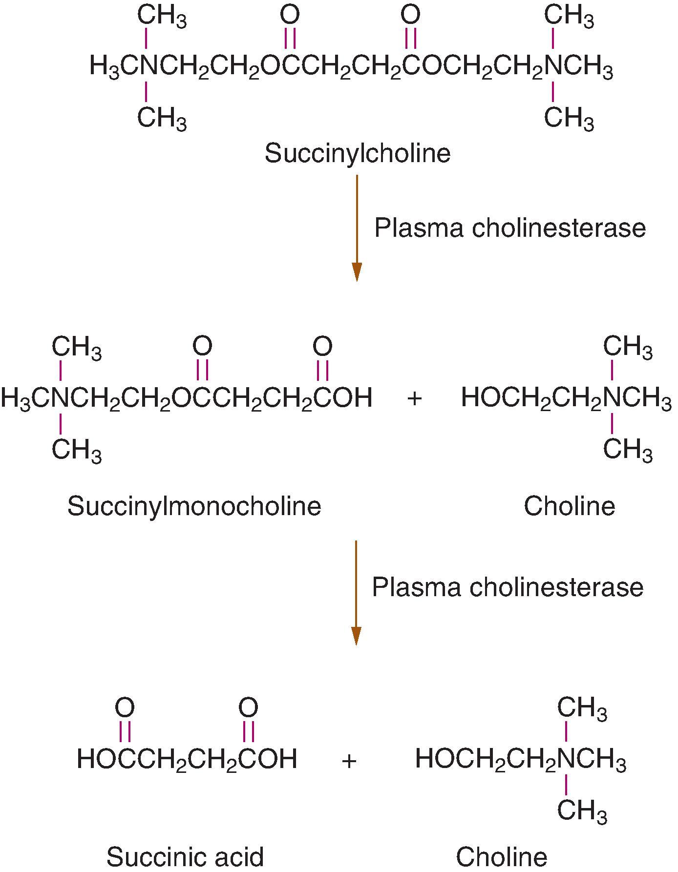 Fig. 11.4, The brief duration of action of succinylcholine is the result of its rapid hydrolysis in plasma by cholinesterase enzyme to inactive metabolites (succinylmonocholine has 1/20 to 1/80 the activity of succinylcholine at the neuromuscular junction).