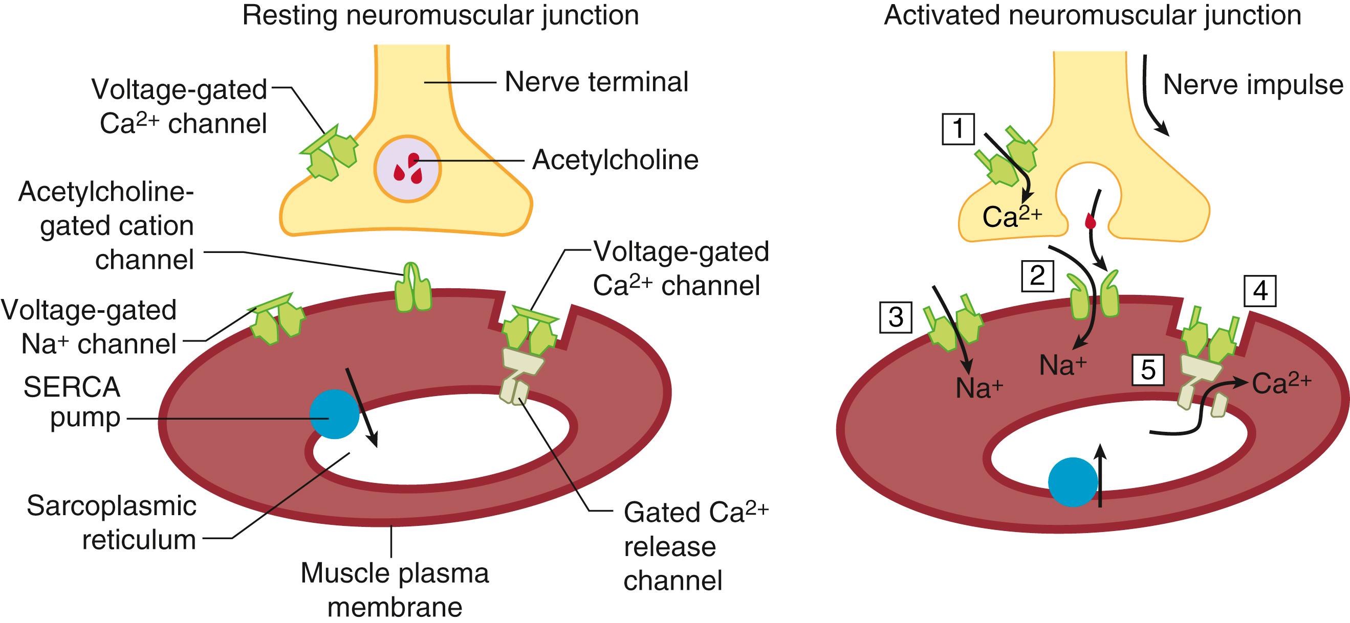 Fig. 35.1, Key ion channels involved in neuromuscular transmission and excitation-contraction coupling. Nerve impulses arriving at the nerve terminal activate voltage-gated Ca 2+ channels (1). The resulting increase in cytoplasmic Ca 2+ concentration is essential for the exocytosis of acetylcholine. Binding of acetylcholine to postsynaptic nicotinic cholinergic receptors (nAChR) activates an integral nonselective cation channel that depolarizes the sarcolemma (2). Depolarizing the sarcolemma to threshold activates voltage-gated Na + channels (3), which initiates action potential impulses that propagate deep into the muscle through the transverse tubule system. Within the transverse tubule system, L-type voltage-gated Ca 2+ channels sense membrane depolarization and undergo a conformational change (4). A physical link between these voltage sensors and the ryanodine receptor (RyR1) sarcoplasmic reticulum Ca 2+ channel is the means by which the electrical signal is transferred from the T tubule to Ca 2+ release from the sarcoplasmic reticulum (5).