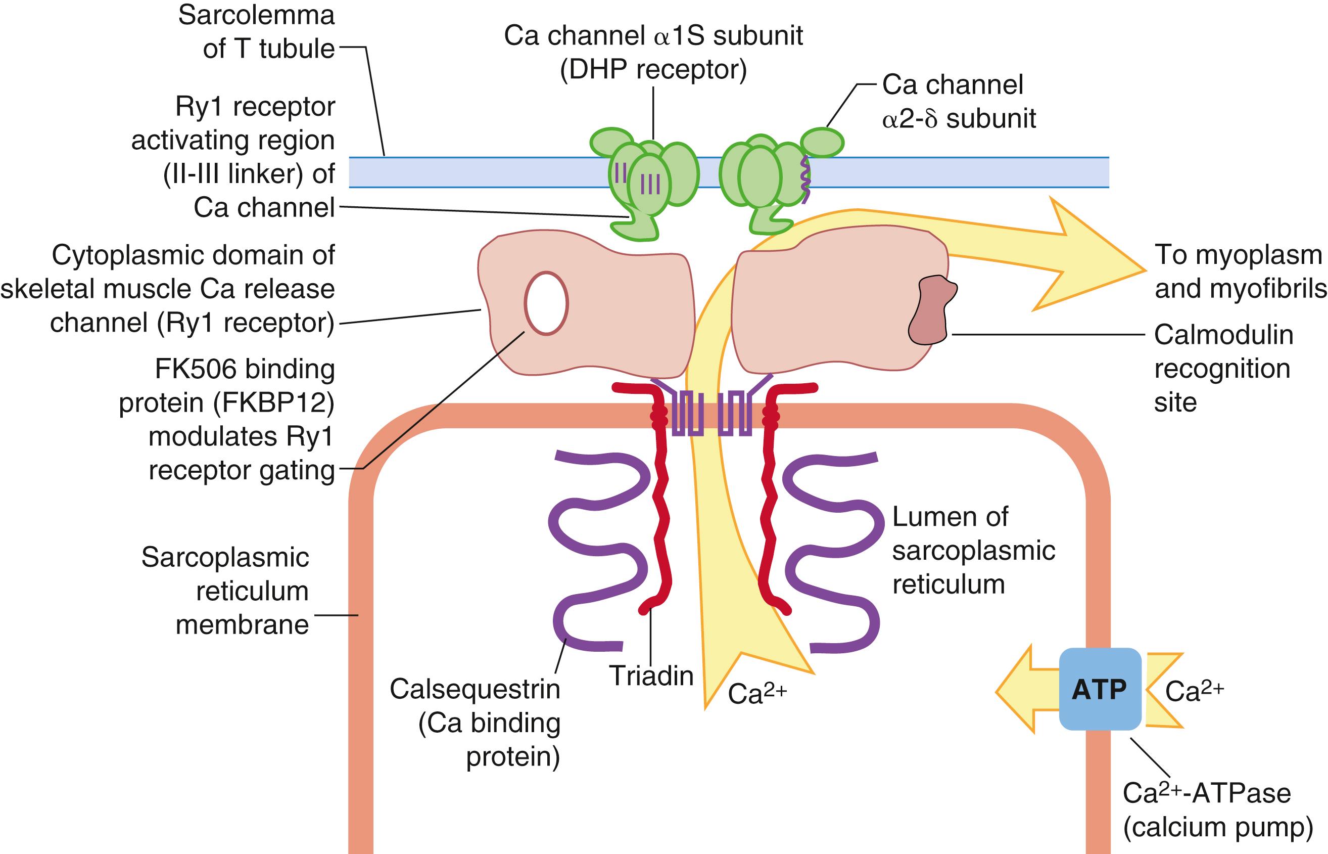 Fig. 35.2, Schematic representation of the triad junction of skeletal muscle shows the junctional foot protein (ryanodine [RyR1] receptor) and its associated proteins. In skeletal muscle, the α 1S -subunit of the dihydropyridine receptor (DHPR) participates in excitation-contraction coupling. These physical links transmit essential signals across the narrow gap of the triadic junction that activate the RyR1 and release Ca 2+ from the sarcoplasmic reticulum.