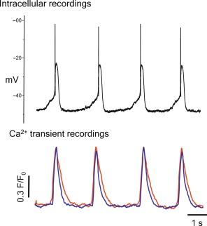 Fig. 20.2, Gallbladder smooth muscle exhibits spontaneous, rhythmic activity that can be detected as action potentials in intracellular recording studies, and as corresponding Ca 2 + flashes in Ca 2 + imaging studies. The data shown here are from two separate preparations. The traces from the Ca 2 + imaging study depict data from two different smooth muscle cells in the same muscle bundle demonstrating that the activity of muscle cells in a given muscle bundle is synchronized.