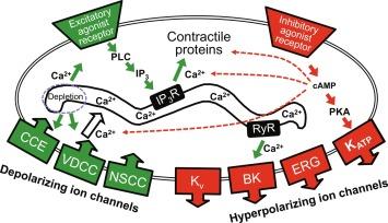 Fig. 20.3, Schematic diagram illustrating the excitatory and inhibitory ion channels and signaling pathways in gallbladder smooth muscle. Abbreviations: cAMP , cyclic adenosine monophosphate; ERG , ether-a-go-go-related gene K + channel; IP 3 , inositol triphosphate; IP 3 R , inositol triphosphate receptor; K ATP , ATP-sensitive K + channel; K V , voltage-activated K + channel; NSCC , nonselective cation channel; PKA , protein kinase A; PLC , phospholipase C; VDCC , voltage-dependent Ca 2 + channel.