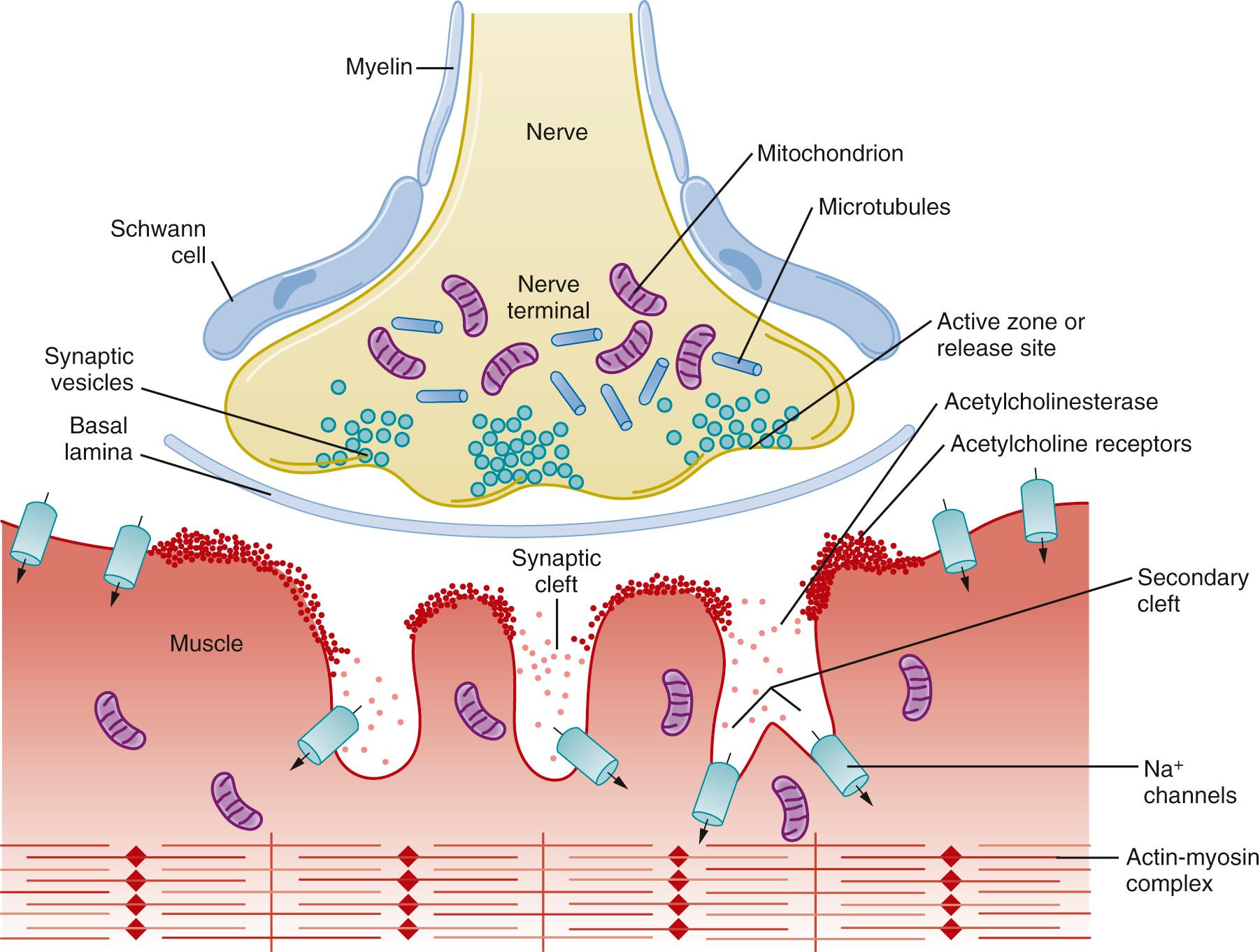 Fig. 21.1, Structure of the neuromuscular junction, composed of the motor nerve terminal, muscle fiber, and Schwann cell. As the nerve approaches the muscle fibers, it loses its myelin sheath and divides into branches that innervate many individual muscle fibers. The motor nerve without myelin is covered by the Schwann cell. The nerve terminal contains synaptic vesicles clustered about membrane thickenings, the active zones, at the synapse, and also at mitochondria and microtubules which are located further away from the synapse. A synaptic gutter or cleft, made up of a primary and many secondary clefts, separates the nerve from the muscle. The muscle surface is corrugated, and dense areas on the shoulders of each fold contain acetylcholine receptors. Sodium channels are present at the bottom of the clefts and throughout the muscle membrane. Acetylcholinesterase, as well as other proteins and proteoglycans that stabilize the neuromuscular junction, are present in the synaptic clefts.