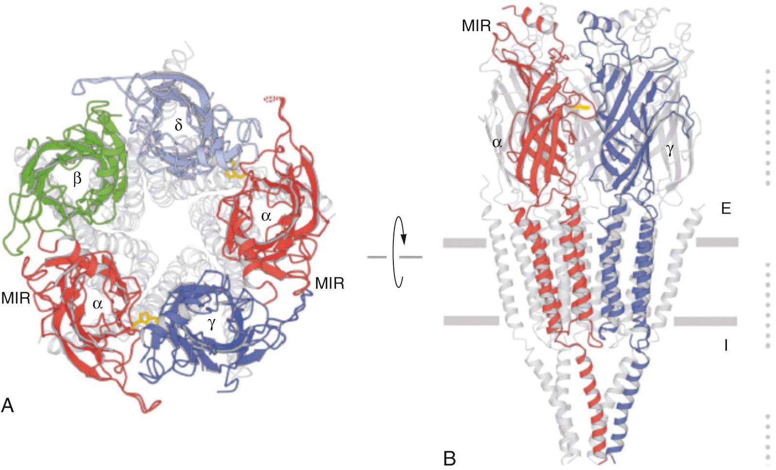 Fig. 21.3, Ribbon diagrams of the nicotinic acetylcholine receptor, as viewed from above the synaptic cleft (A) and parallel with the plasma membrane plane (B). For clarity, only the ligand-binding domain is highlighted in A and only the front two subunits are highlighted in B (α, red; β, green; γ, blue; δ, light blue). The main immunogenic region (MIR), where antibodies against the receptor in myasthenia gravis patients bind, is very close to the acetylcholine binding site. The membrane is indicated by horizontal bars ( E, extracellular; I, intracellular). The dotted lines on the right denote the three main zones of subunit contacts during folding and formation of the receptor channel.