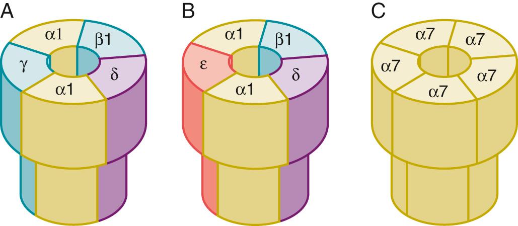 Fig. 21.4, Diagram of postsynaptic nicotinic acetylcholine receptors on the muscle membrane. The immature or fetal pentameric extra-junctional receptor (A) is composed of two α 1 subunits, and one each of β 1 , δ, and γ subunits. In the mature receptor (B), which is mostly junctional, the γ subunit is absent and is replaced by the ε-subunit, while all other subunits are the same as the immature receptor. The α 7 -acetylcholine receptor (C) is a homopentameric receptor formed of five α 7 subunits.