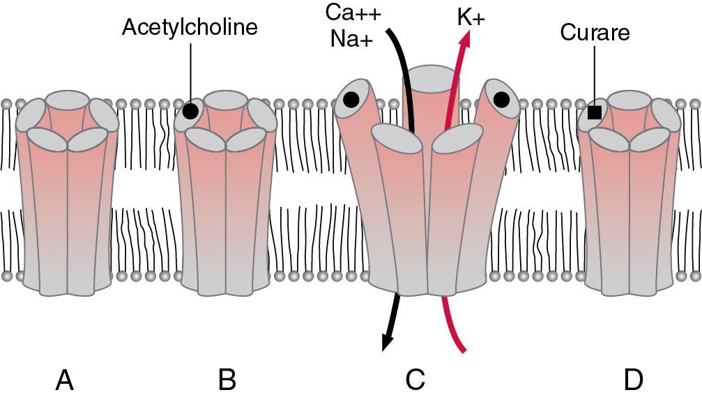 Fig. 13.2., The Action of Acetylcholine or Antagonist (curare) on Acetylcholine Receptors.
