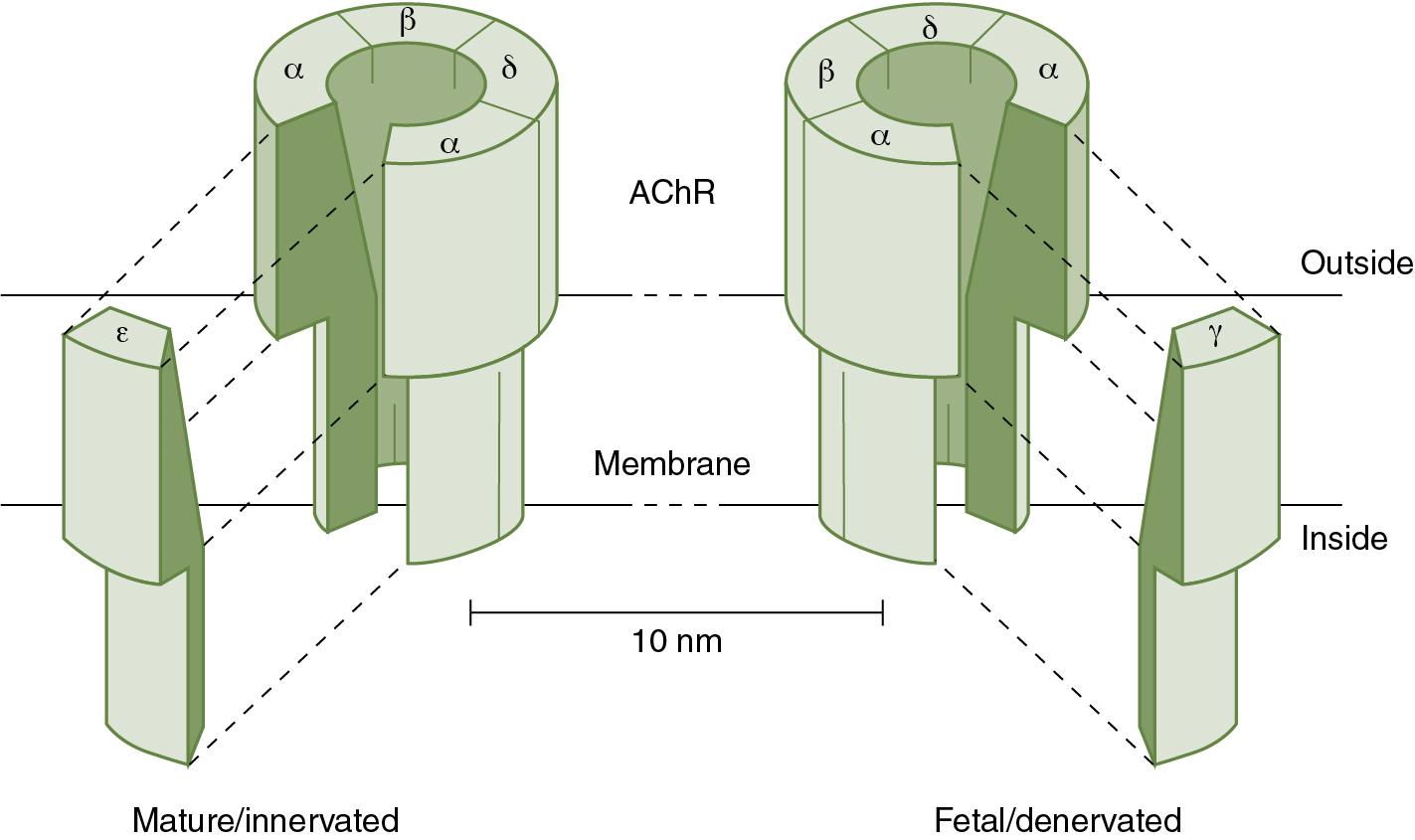 Fig. 13.3., Mature and Fetal Nicotinic Acetylcholine Receptors.