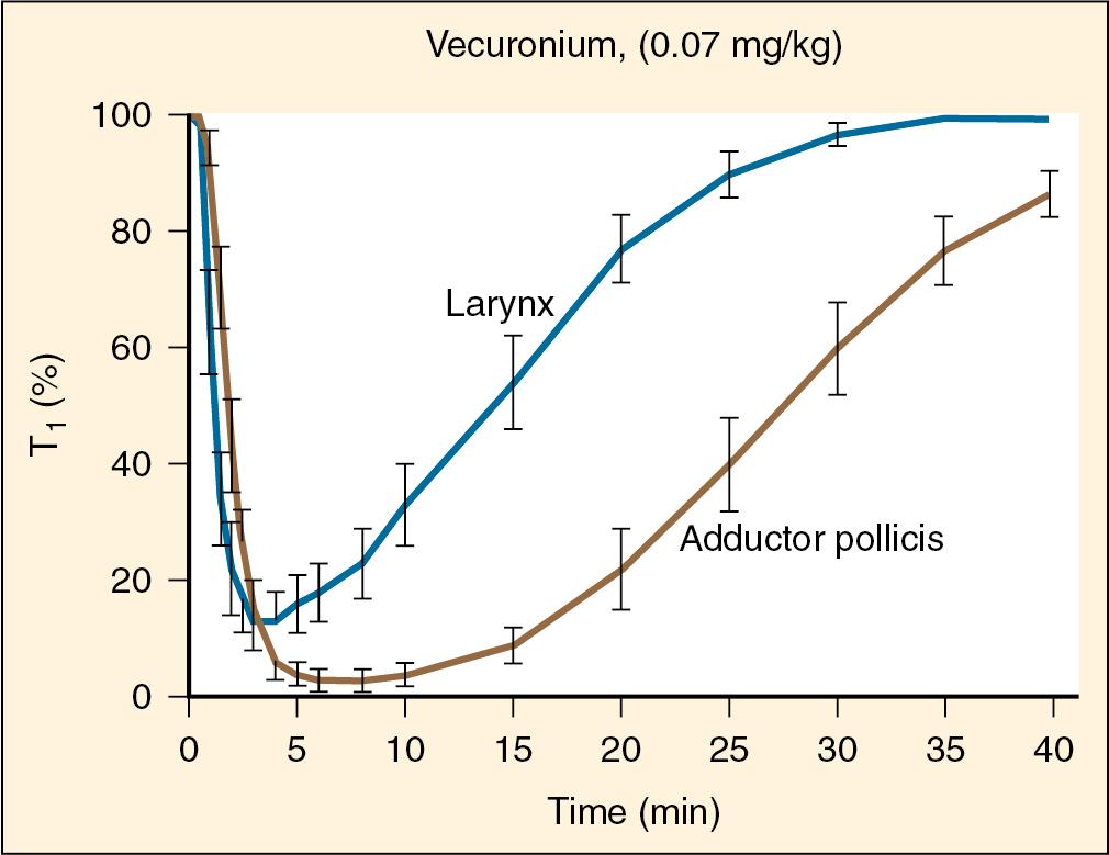 Fig. 13.7., First Twitch Height (T1) Against Time for Vocal Cords and Adductor Pollicis After Vecuronium 0.07 mg/kg.