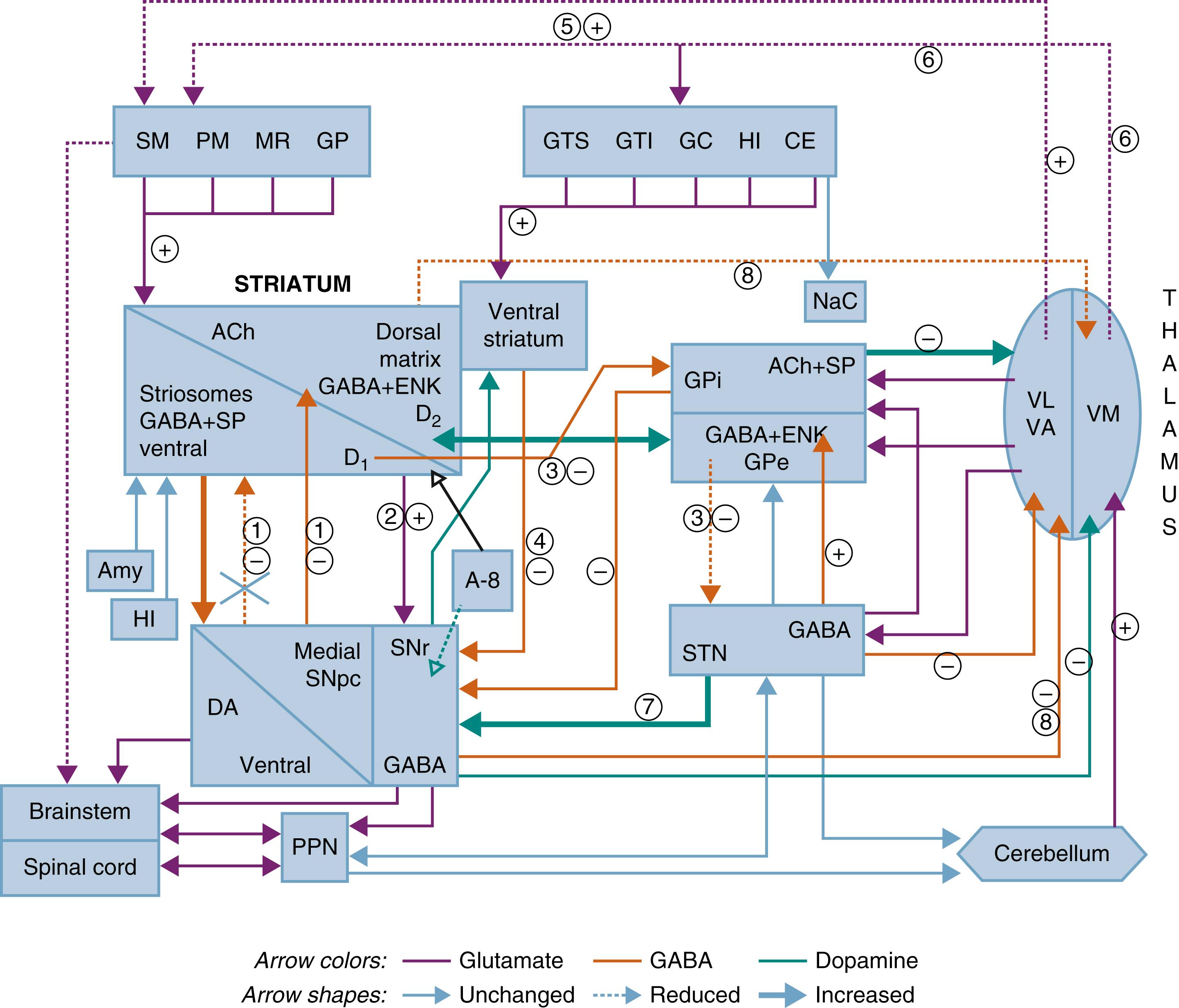 Figure 104.1, Schematic diagram of the basal ganglia–thalamocortical circuitry under normal conditions and in Parkinson disease.