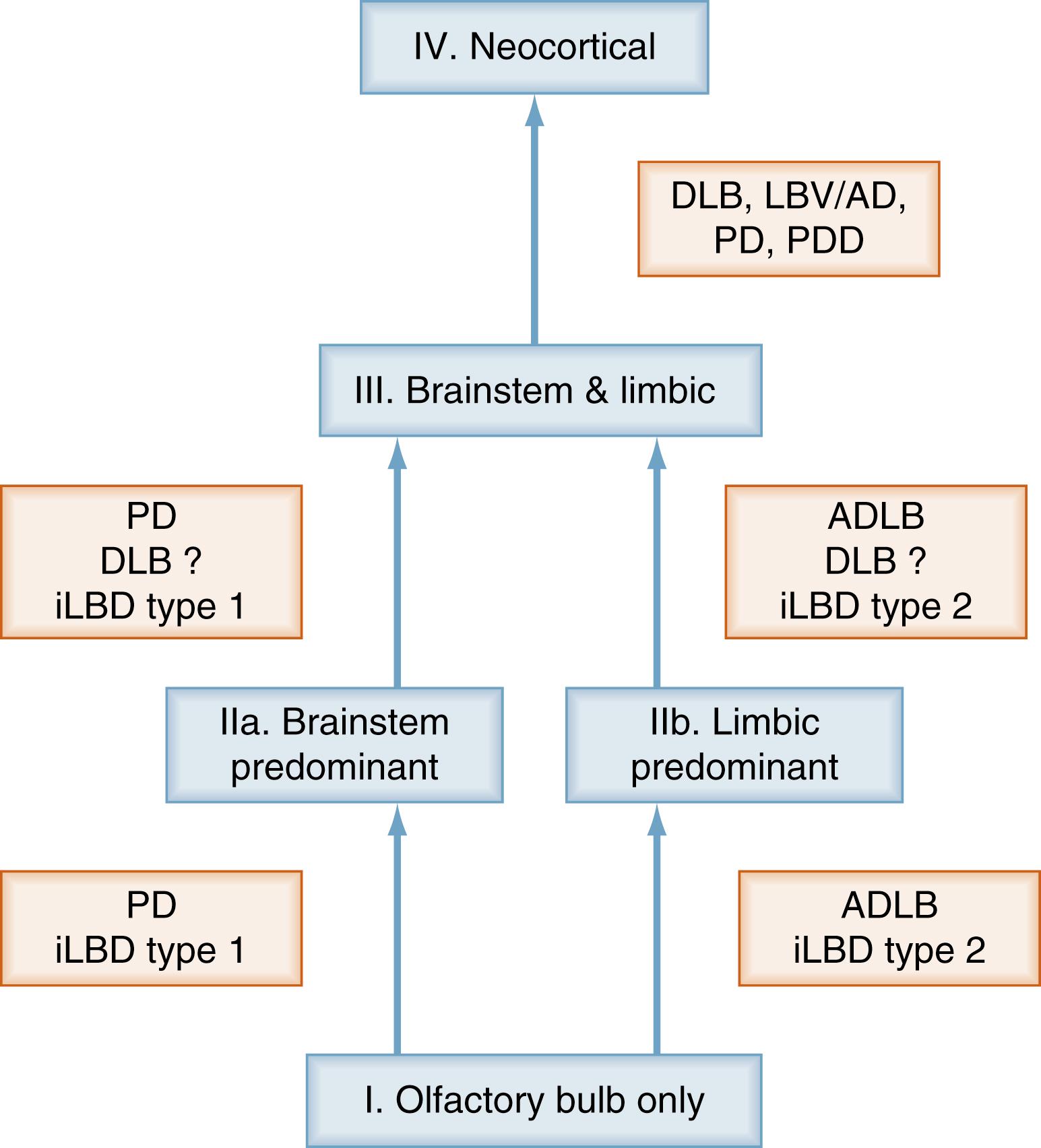 Figure 104.3, Scheme of the progression pathways and stages of Lewy body (LB) disorders.