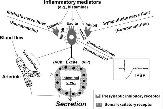 Fig. 67.2, Intestinal crypts are innervated by secretomotor neurons. Neurotransmitters (e.g., ACh and VIP), which evoke secretion, are released at the neuro-crypt junctions when secretomotor neuron fire. Axon collaterals to blood vessels simultaneously dilate submucosal vessels to increase blood flow in support of stimulated secretion. Noradrenergic input from the sympathetic nervous system and somatostatinergic input from intrinsic ENS neurons suppress firing of secretomotor neurons and thereby inhibit secretion. Inflammatory mediators act to increase excitability of secretomotor neurons and act at presynaptic inhibitory receptors to suppress release of norepinephrine from sympathetic nerves and somatostatin from intrinsic neurons. Stimulation of secretomotor neurons by paracrine signals is expected to evoke secretion and can account for neurogenic secretory diarrhea. Presynaptic inhibition of norepinephrine and somatostatin release facilitates secretion by removing the braking action of sympathetic and intrinsic nerves and this might contribute to diarrheal symptoms.