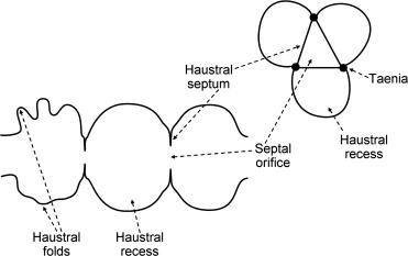 Fig. 23.1, Schematic representation of colonic anatomy showing haustrae.