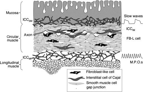 Fig. 23.2, Schematic representation of the neuromuscular apparatus of the human colon. The major cell types of the effector system of colonic motility are shown. The axon of a single motor neuron coursing through the circular muscle (white profile) is shown making junctions onto ICCIM and fibroblast-like cells. Smooth muscle cells, ICCs, and fibroblast-like cells are all coupled via gap junctions (small squares) .