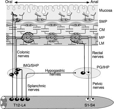 Fig. 23.4, Schematic of the major neural pathways innervating the human colon. Within the wall of the gut is the inner submucous plexus (iSMP), which contains vasomotor and secretomotor neurons. The outer submucous plexus (oSMP) and the MP contain circuits controlling colonic motility including polarized motor neurons which project into the muscularis externa. There are also ascending and descending interneuronal pathways. Sympathetic innervation arises from preganglionic neurons in spinal segments T12-L4, which run via the splanchnic nerves to the IMG and superior hypogastric plexus (SHP). Here they synapse onto sympathetic postganglionic neurons of at least three different functional types; vasoconstrictor neurons and sympathetic neurons controlling secretory function and those that control motility. Sympathetic neurons release noradrenaline generally into enteric ganglia, although they also make synaptic connections onto enteric secretomotor neurons. Some sympathetic preganglionic neurons project via the hypogastric nerves and synapse onto sympathetic postganglionic neurons in the pelvic plexus. Parasympathetic pathways arise from preganglionic neurons in the spinal parasympathetic nucleus which project via S1-S4 ventral roots to the inferior hypogastric plexus/pelvic plexus ganglia. They either pass directly through the ganglia and run to the gut wall, or they synapse onto parasympathetic postganglionic neurons in the ganglia, which then project to the gut wall. Parasympathetic neurons synapse onto enteric neurons directly (mostly in the MP) but may also project up the gut, for considerable distances. For the sake of simplicity, extrinsic afferent neurons (vagal and spinal afferents) have been omitted, as have paravertebral (sympathetic chain) vasoconstrictor pathways.