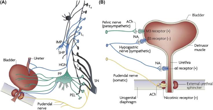 Figure 121.1, Efferent pathways of the lower urinary tract.