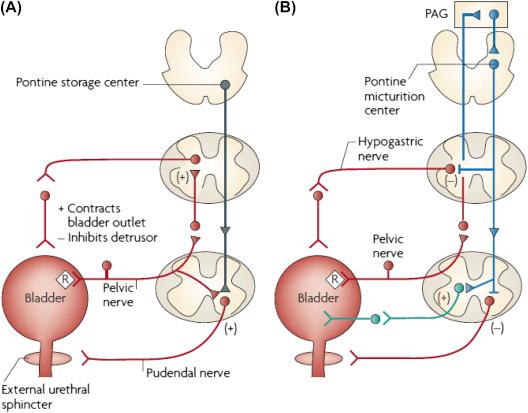 Figure 121.2, Neural circuits that control continence and micturition.