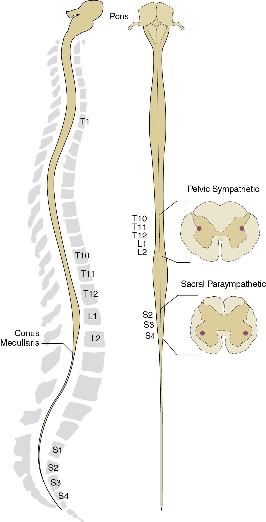 Fig. 3.1, Relationship of bony vertebral segments and relative locations of pelvic sympathetic and parasympathetic neurons, including cross-sectional views of the spinal cord. Note that the neuronal cell bodies do not exactly correlate with the bony spine. For example, sacral neuronal cell bodies are actually located at the rostral bony lumbar levels, with their projections traversing through the conus medullaris and cauda equina.