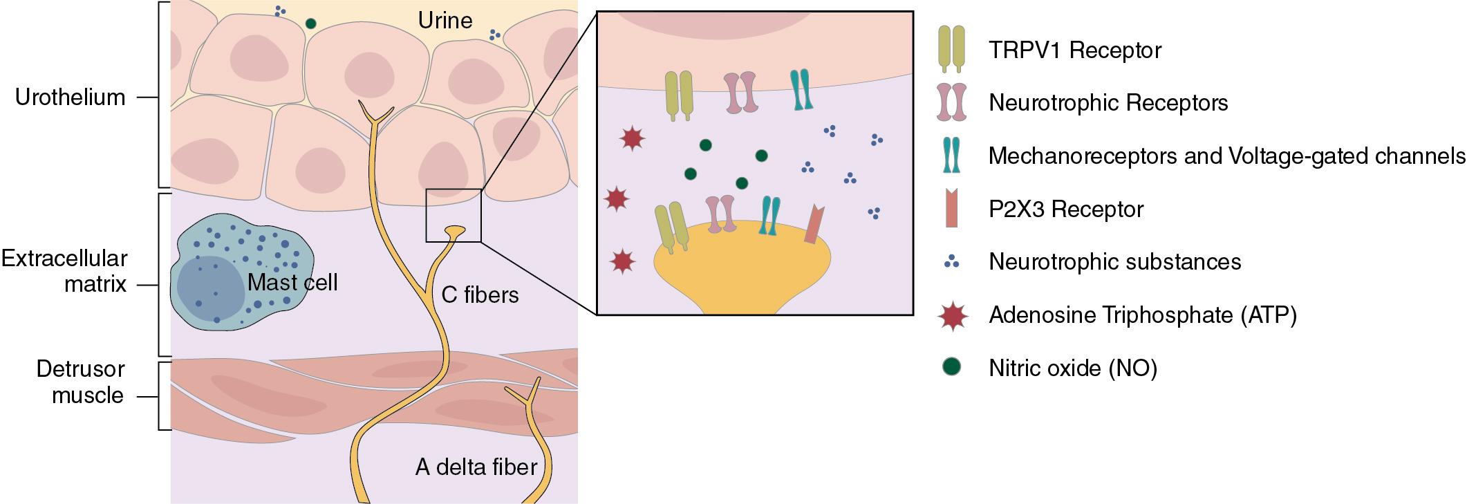 Fig. 3.2, Afferent signaling in the bladder wall. The urothelium “network,” as well as the Aδ and C fibers, play roles and communicate. Receptors such as TRPV1 and other neurotrophic and mechanoreceptors respond to potential neurotrophins in the surrounding matrix. Neurotrophins may be produced by mast cells, detrusor cells, or the urothelium itself, which perpetuate the stimulation and contraction of the detrusor muscle (via purinergic receptors; see Fig. 3.6 ). The afferent fibers can also demonstrate maladaptive neuroplasticity and increase production of receptors, leading to hypersensitivity.