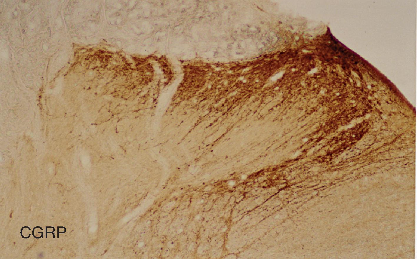 Figure 8.5, Calcitonin gene-related peptide ( CGRP ) is a good marker of the population of primary afferent nerve terminals innervating the dorsal horn.