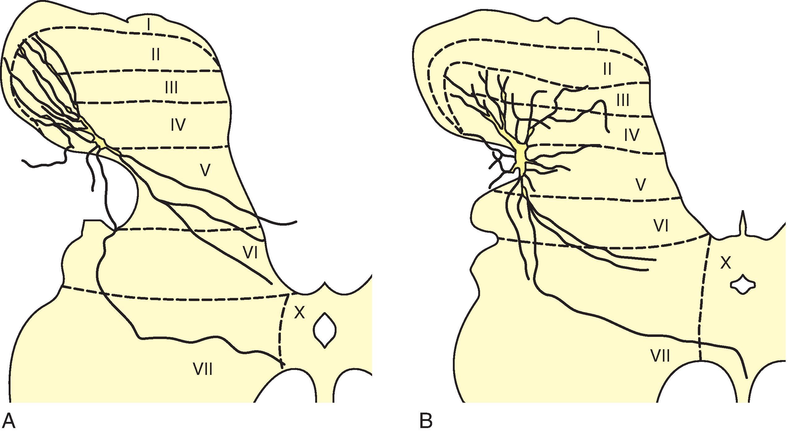 Figure 8.7, Spinal cord cells that were physiologically characterized were filled with a stainable dye and reconstructed over many spinal cord slices to provide details of their dendritic arborization. The cell in A was characterized as a high threshold cell since it responded to intense stimulation in the digit of the hind limb. The cell body is situated in lamina IV, and its dendrites extend into all laminae. Dendrites extend almost a millimeter in the rostrocaudal direction. The axon bifurcates to cross the midline ventrally in lamina X, passing into the dorsal column. The cell in B was characterized as a “wide dynamic range cell” responding to a broader range of cutaneous input. The cell body is situated in lamina V, and its dendrites extend radially in all directions, including 1.2 mm in the rostrocaudal direction. The axon is seen crossing the midline in lamina X. The dashed lines and Roman numerals indicate Rexed’s laminae.