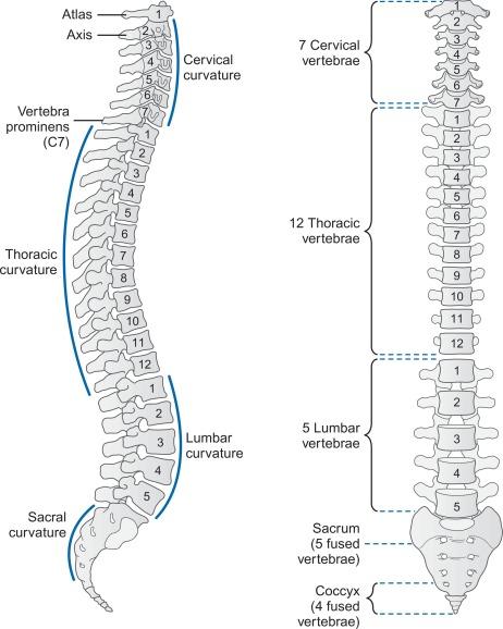 Fig. 21.1, Vertebral column showing 24 presacral vertebrae, sacrum, coccyx, and curvatures of the adult vertebral column. Note that the first coccygeal vertebra has fused with the sacrum. Most vertebral columns are 72–75 cm long; about one-fourth of this length is contributed by the fibrocartilaginous intervertebral disks. The vertebral column supports the skull and transmits the weight of the body through the pelvis to the lower limbs.