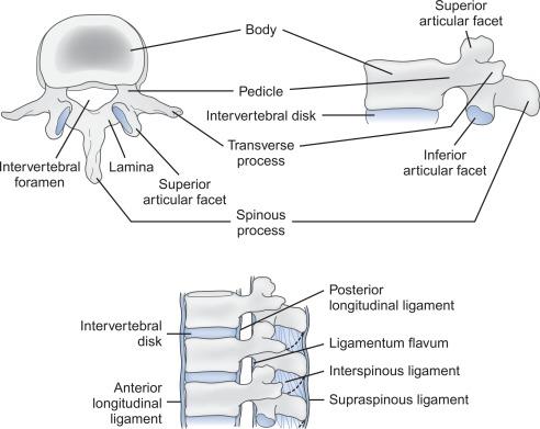 Fig. 21.2, Normal anatomic components of typical vertebrae and spinal column.