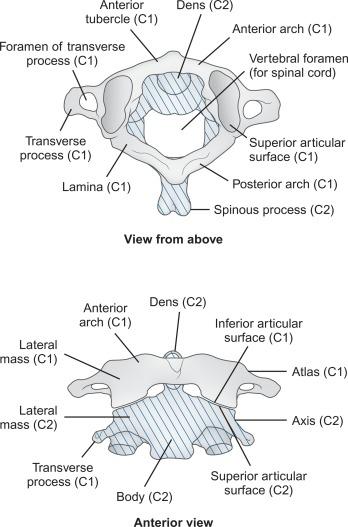 Fig. 21.3, C1 and C2 cervical vertebrae, viewed from above and in anterior view.