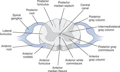 Fig. 21.5, Anatomy of the spinal cord.