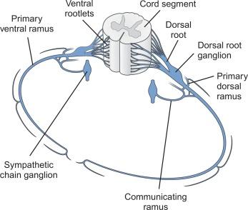 Fig. 21.6, Cord segment with its roots, ganglia, and branches.