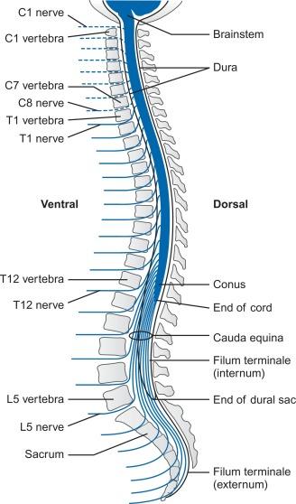 Fig. 21.7, Lateral view of the relationships among spinal cord, spinal nerves, and vertebral column. Termination of the dura (dura mater spinalis) and its continuation as the filum terminale externum are shown.