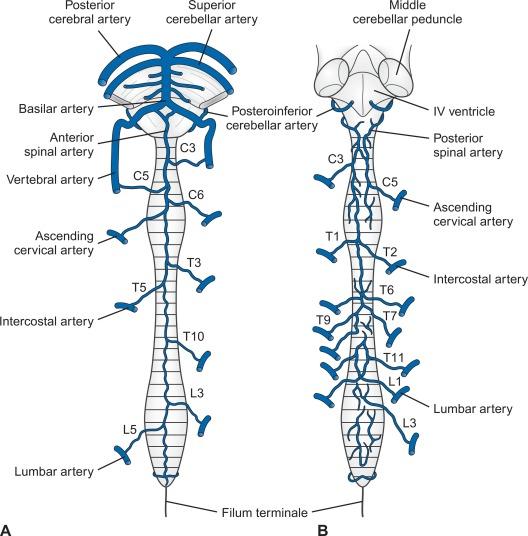 Fig. 21.9, Arteries of spinal cord. A, Ventral aspect. B, Dorsal aspect. Regions most vulnerable to vascular deprivation when the contributing arteries are injured are T3–T5 and T12–L2 for anterior spinal artery and C8–T4 for dorsal circulation. Levels of entry of common radicular branches are shown (e.g., C5 and T5). Note that the spinal cord is enlarged in two regions for innervation of the limbs. Cervical enlargement extends from C4 to T1, and lumbosacral enlargement extends from L2 to S3.