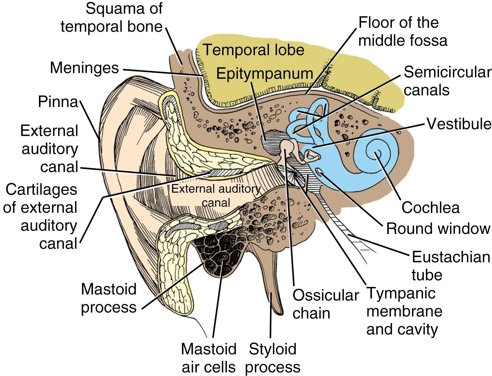 Figure 16.1, The relationships of the temporal lobe, inner ear, middle ear, eustachian tube, and pinna.