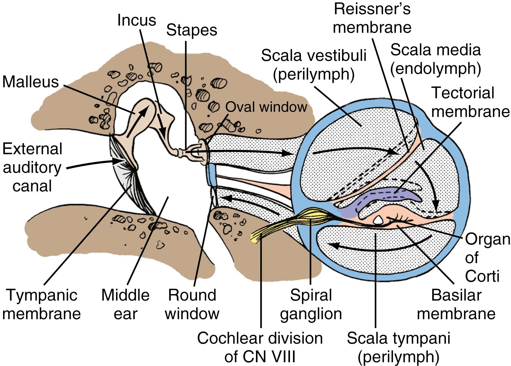 Figure 16.2, Sound waves contact the tympanic membrane, and the acoustic energy is transformed and transmitted to the inner ear through the ossicular chain in the middle ear. Displacement of the oval window by the stapes footplate results in instantaneous transmission of the pressure through perilymph in the scala vestibuli, Reissner membrane, endolymph, basilar membrane, and perilymph in the scala tympani and in outward displacement of the round window membrane. Hair cell transduction occurs as the basilar membrane containing the organ of Corti moves relative to the tectorial membrane. CN, Cranial nerve.