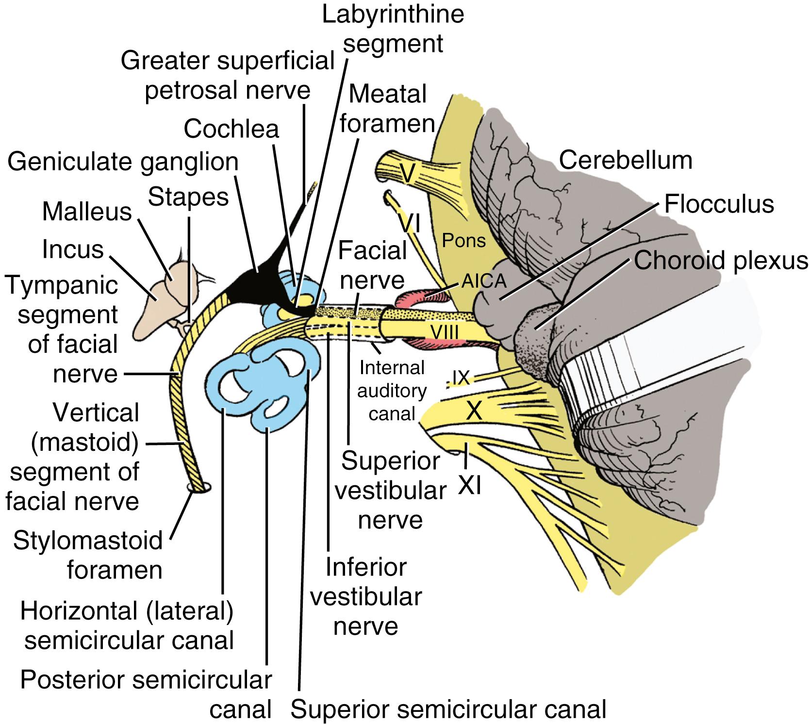 Figure 16.3, Course and relationships of the facial, vestibular, and cochlear nerves from the pontomedullary junction through the temporal bone.