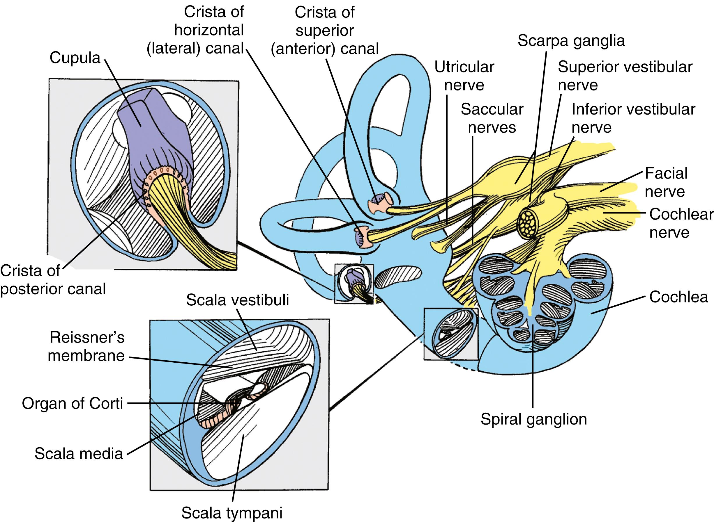 Figure 16.4, Anatomy of the inner ear and innervation of the cochlea and vestibular end-organs.