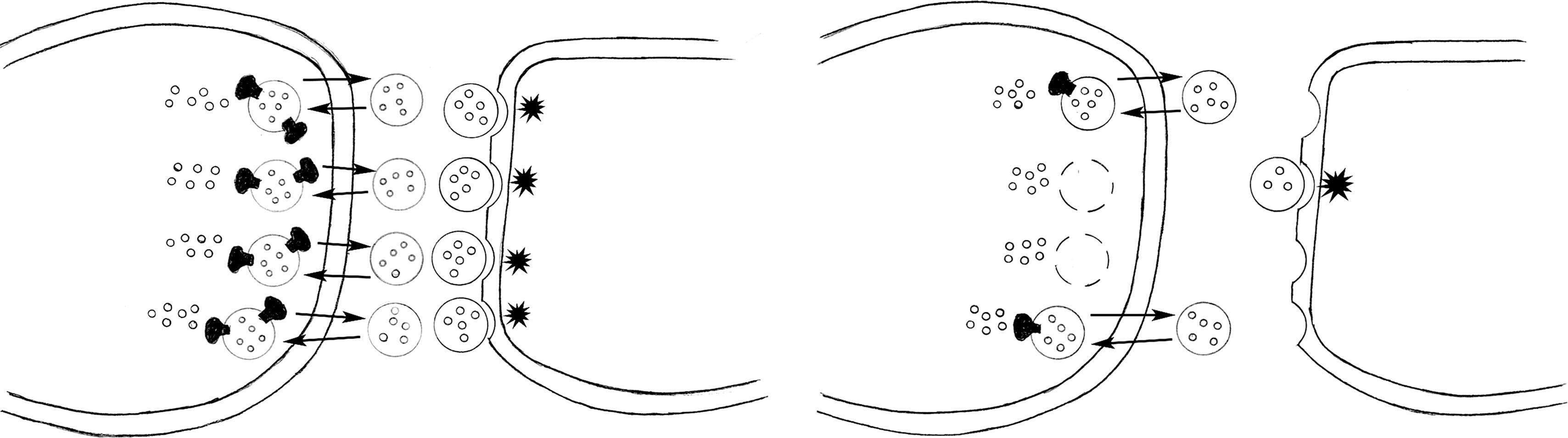 Fig. 21.2, Left . The enzyme vesicular monoamine transporter 2 (VMAT2) ( black , mushroom-shaped objects) conveys dopamine and other monoamine neurotransmitters into vesicles in the presynaptic neuron. Sequestered in the vesicles, the neurotransmitters are protected from metabolic enzymes and released across the synaptic cleft to bind with postsynaptic receptors. Right . VMAT2 inhibitors prevent dopamine from accumulating in the vesicles. Depleted dopamine stores greatly reduce dopamine activity at postsynaptic receptors.