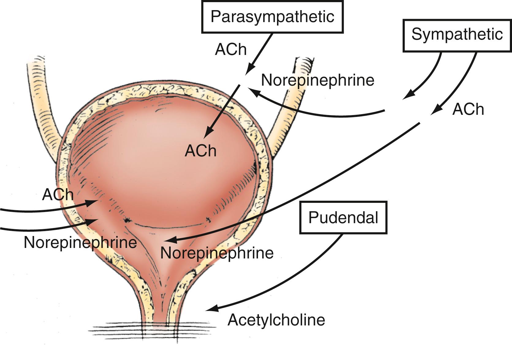 Figure 17.1, Autonomic (sympathetic and parasympathetic) and somatic innervation of the lower urinary tract.