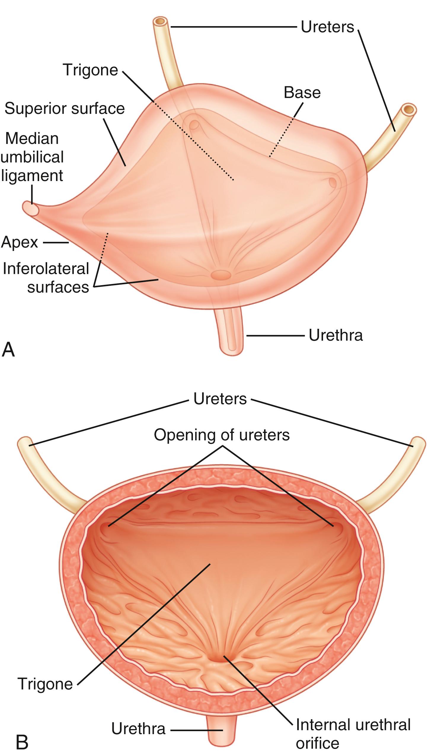 Figure 17.2, Anatomy of the bladder .
