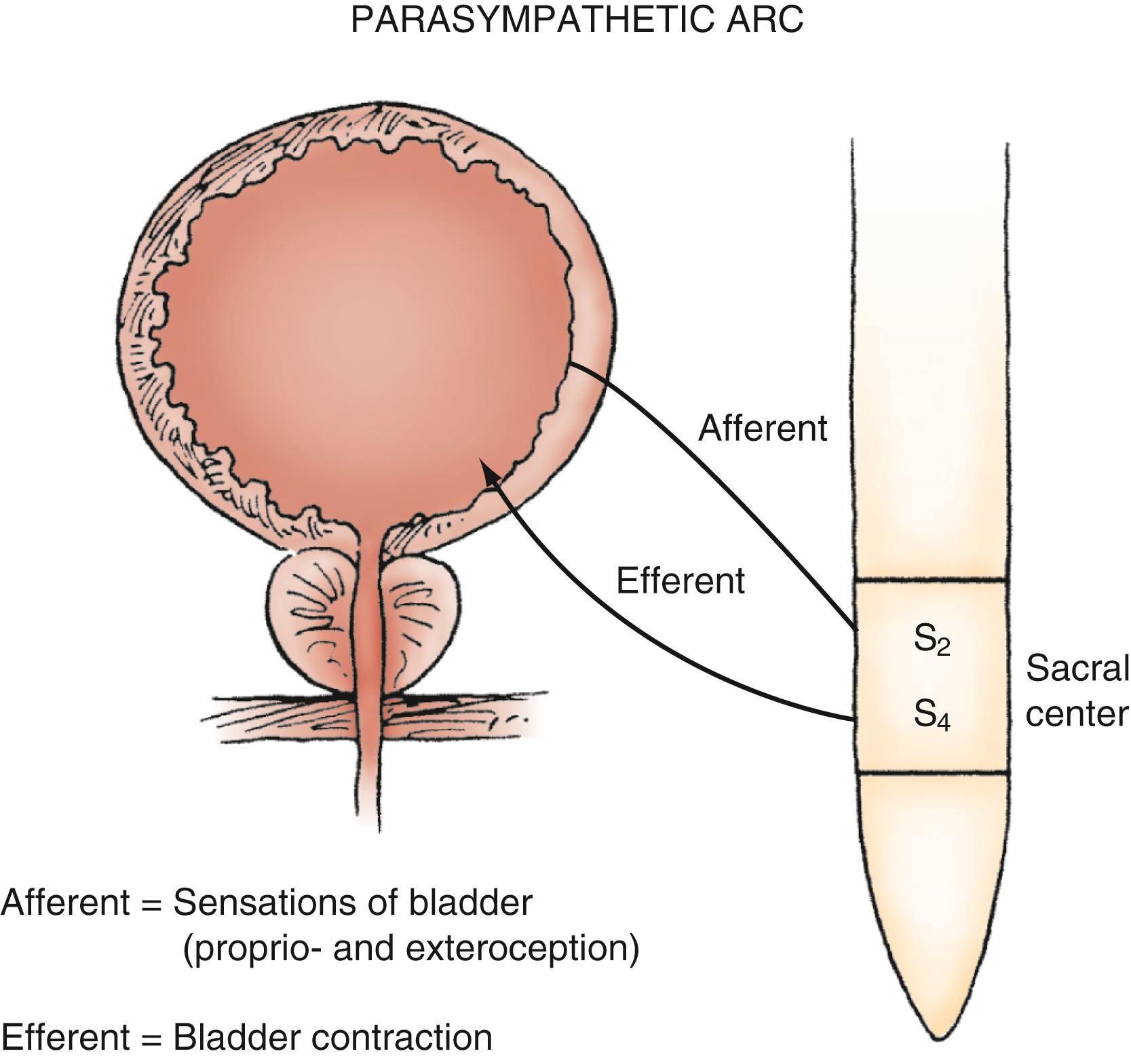 Figure 17.3, Parasympathetic innervation of the bladder.