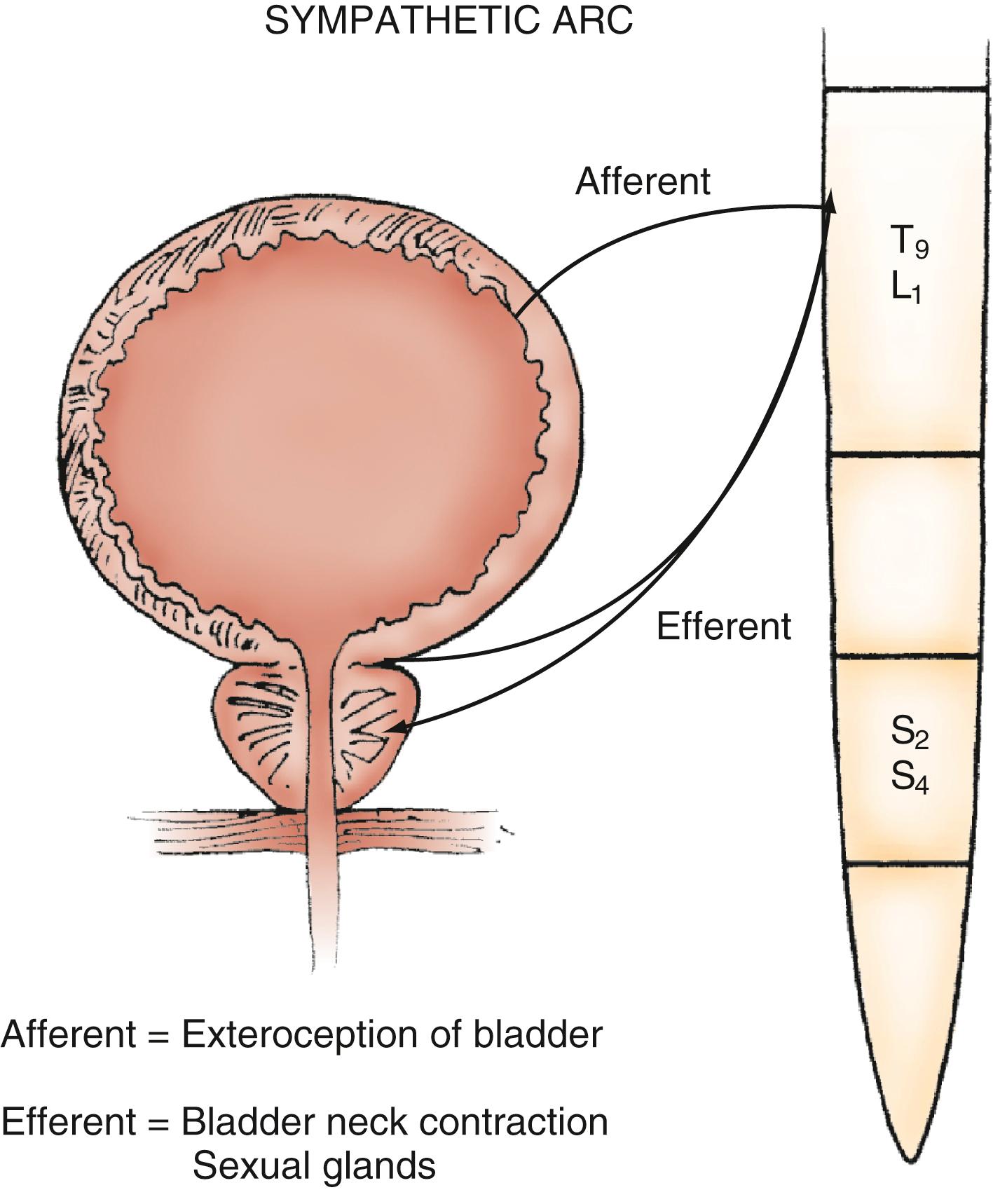 Figure 17.4, Sympathetic innervation of the bladder.