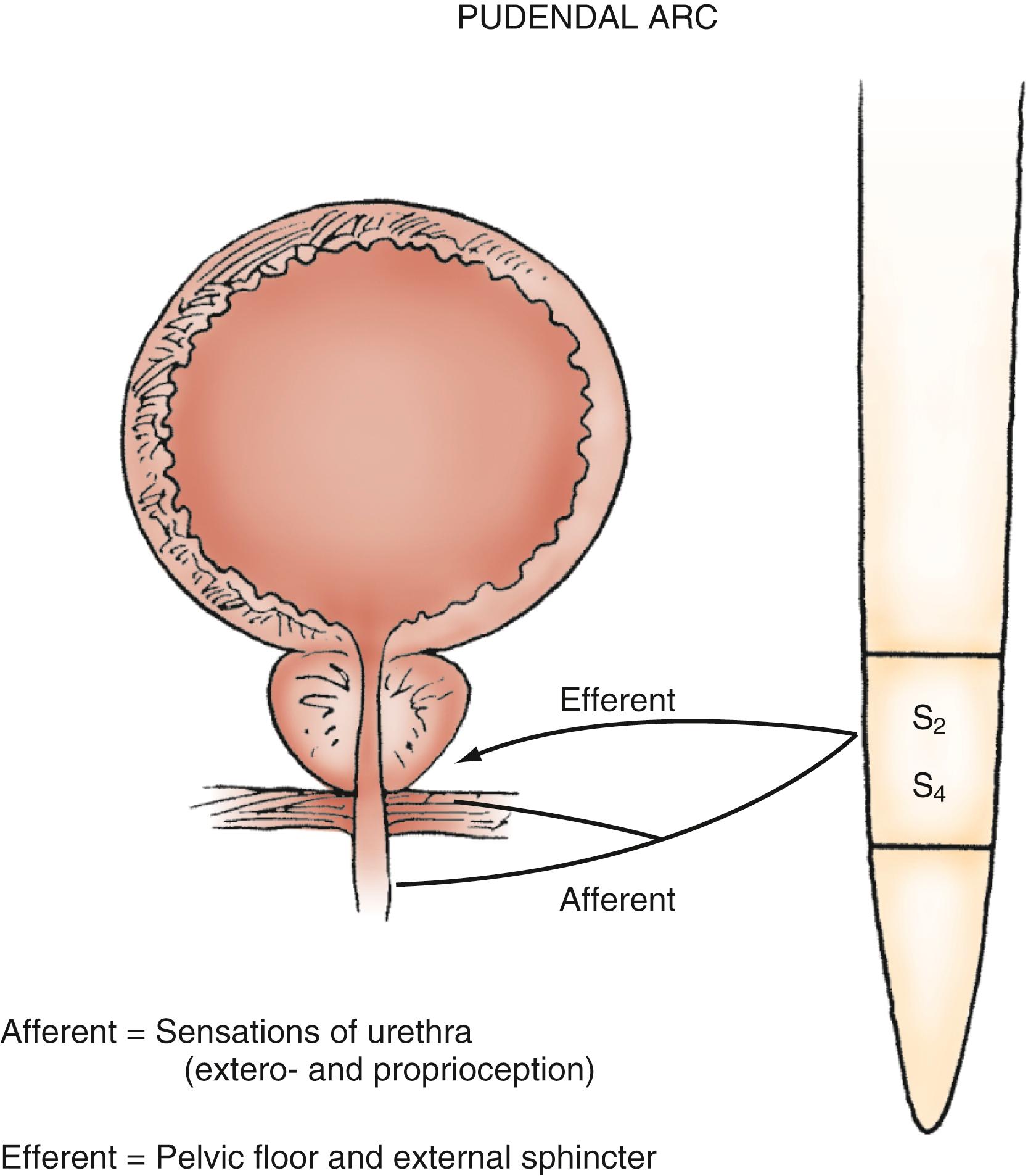 Figure 17.5, Pudendal innervation of the urethra and pelvic floor.