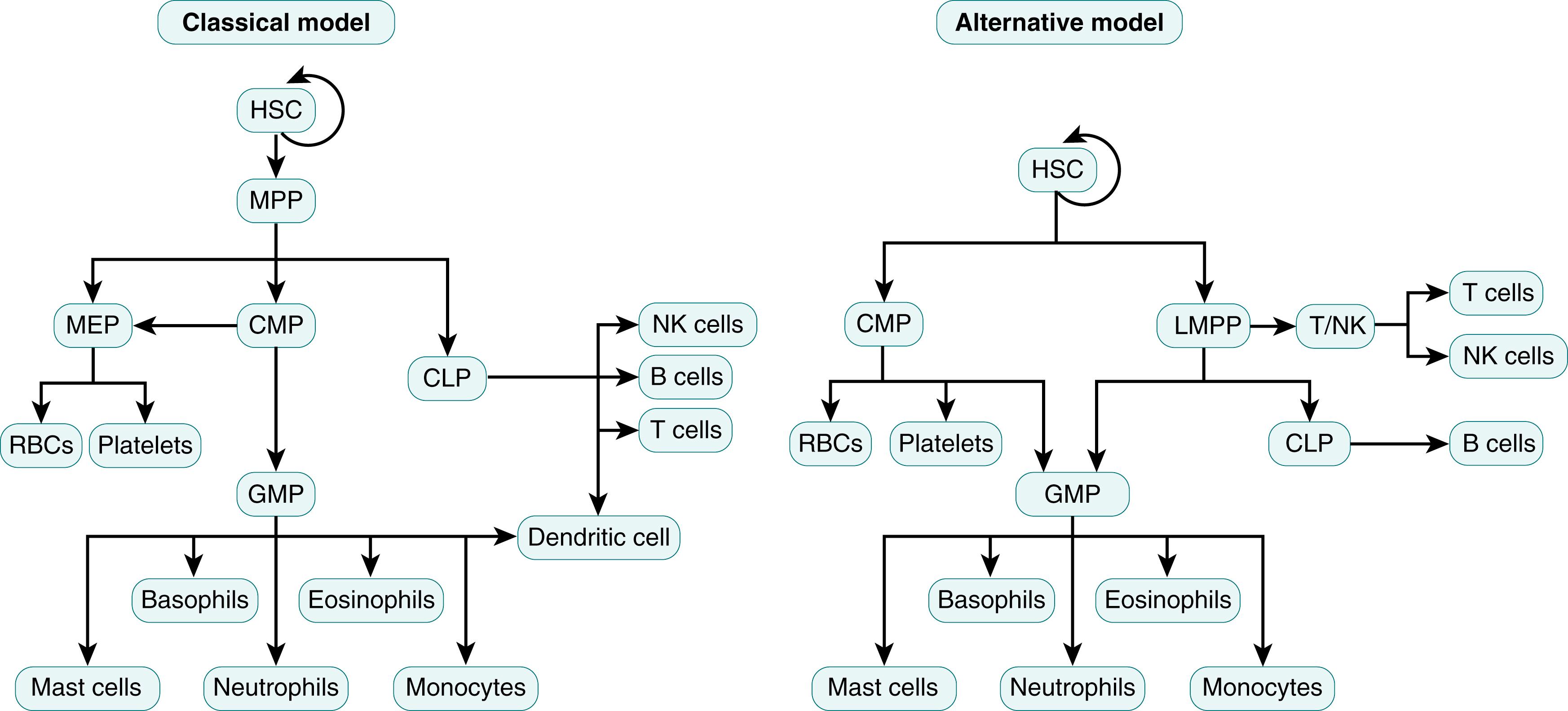 Fig. 108.3, Classical versus alternative hematopoiesis. CLP, Common lymphoid progenitor; CMP, common myeloid progenitor; GMP, granulocyte monocyte progenitor; HSC, hematopoietic stem cell; LMPP, lymphoid-primed multipotent progenitors; MEP, megakaryocyte erythroid progenitor; MPP, multipotent progenitor; NK, natural killer T cell; RBC, red blood cell (erythrocyte).