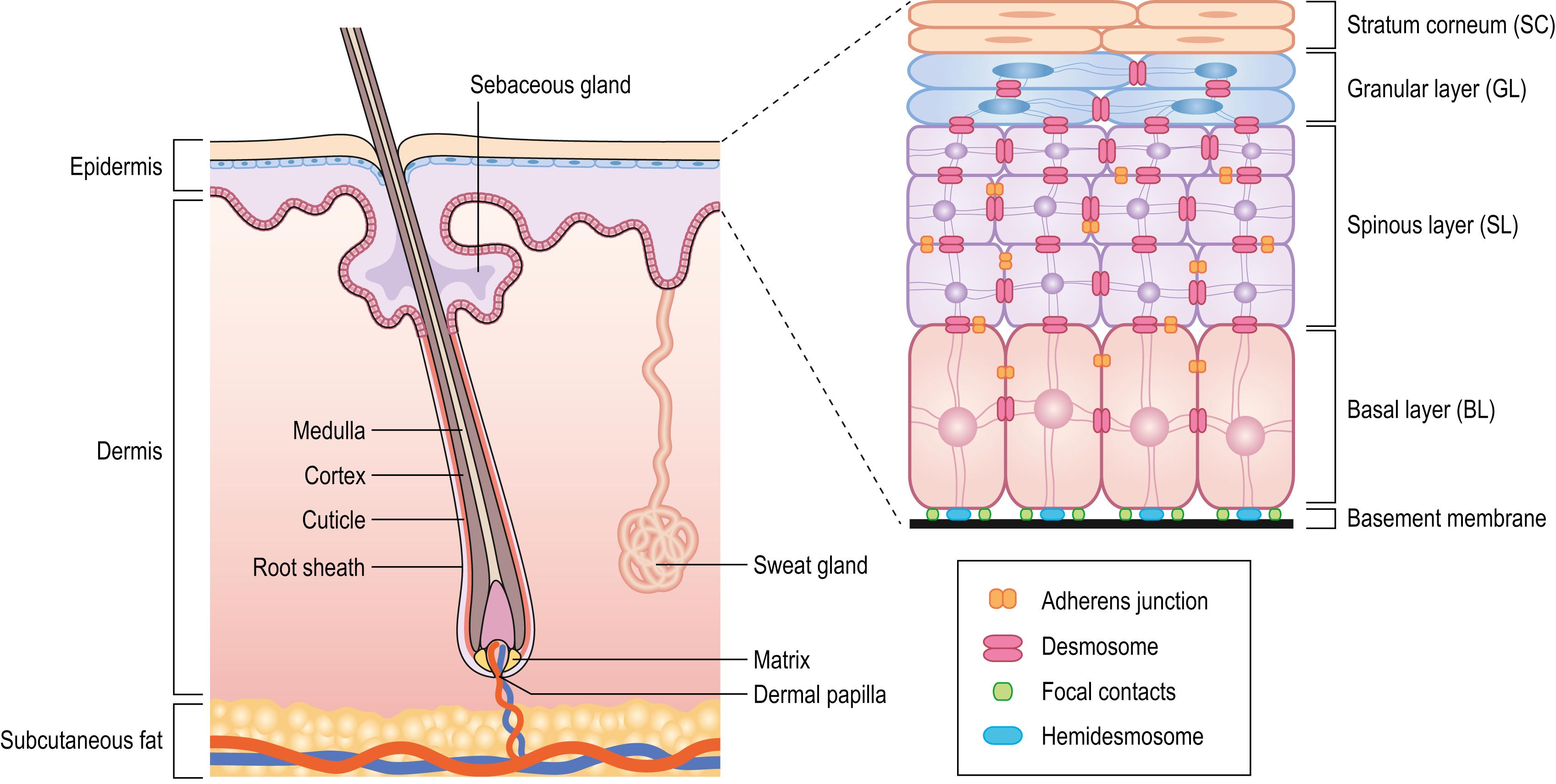 Fig. 70.1, Structural organization of the epidermis and dermis.