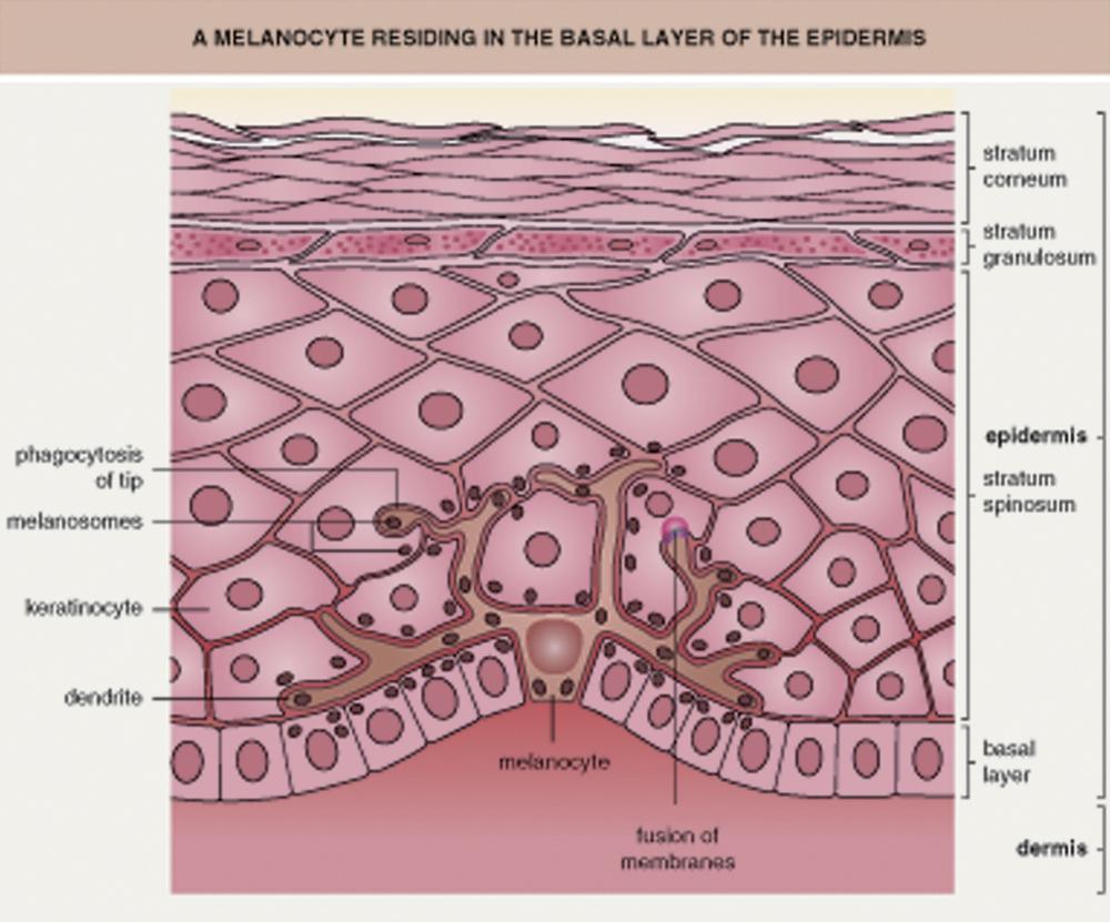 Fig. 70.2, A melanocyte residing in the basal layer of the epidermis. In normal skin, approximately every tenth cell in the basal layer is a melanocyte. Melanosomes are transferred from the dendrites of the melanocyte into neighboring keratinocytes of the epidermis, hair matrices and mucous membranes; no transfer occurs in the pigment epithelium of the retina. The epidermal melanin unit refers to the association of a melanocyte with ~30–40 surrounding keratinocytes to which it transfers melanosomes.