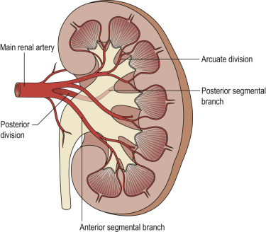 Fig. 85.3, Normal Renal Arterial Anatomy as Seen from the Front.