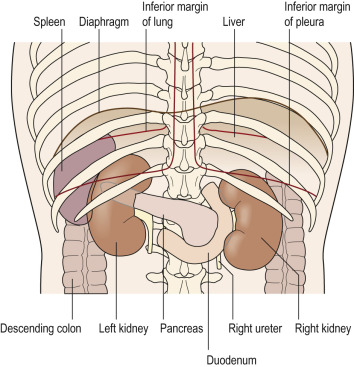 Fig. 85.4, Posterior View of the Kidneys and Their Immediate Anatomical Relationships.