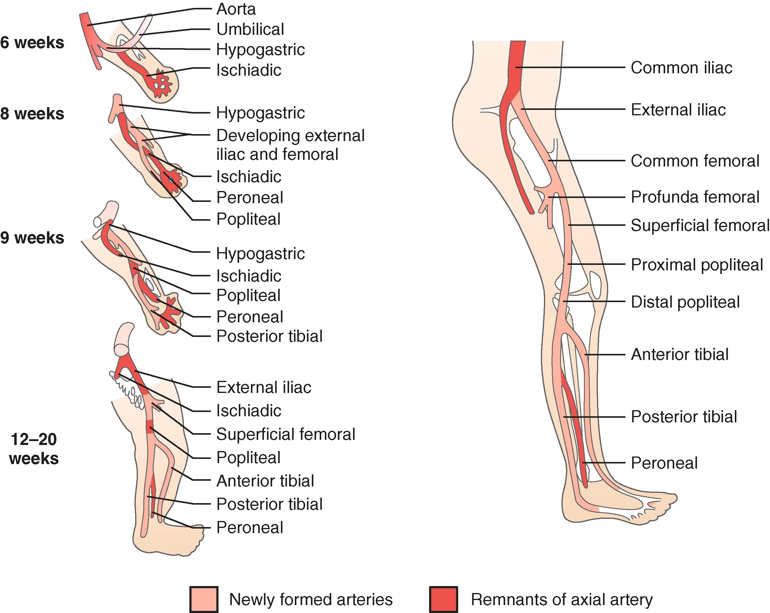 Figure 144.1, Embryologic derivation of the popliteal and other lower limb arteries. Remnants of the axial artery and arteries that develop with later differentiation are indicated.