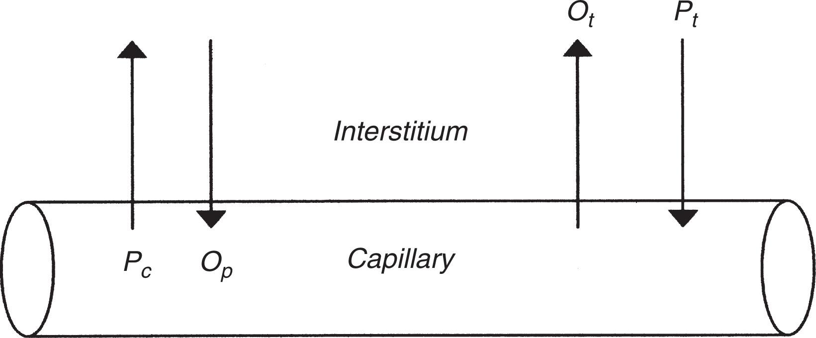 Fig. 7.2, Starling Forces and Net Effect on Fluid Homeostasis. Arrows represent net effect of movement of fluid across the capillary membrane for each factor under normal conditions. P c , Capillary hydrostatic pressure; P t , interstitial hydrostatic pressure or tissue turgor pressure; O p , plasma oncotic pressure as determined by plasma proteins and other solutes; O t , interstitial osmotic pressure.