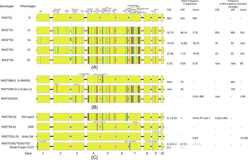 Fig. 1, Schematic representation of the RH genes and the most prevalent variant RHD alleles and their frequency in the different populations. The exons (1–10) are represented as yellow boxes, on scale; the introns are black for RHD and red for RHCE and are on scale with each other. The RHD⁎01 gene, encoding the RhD polypeptide, is given as the reference sequence. The positions of the nucleotides differing between RHD and RHCE are listed above the top row, with the RHD nucleotide at that position, within red boxes the c and E/e determining nucleotides. Nucleotide substitutions are shown as red (T), black (G), green (A), or blue (C) lines, and if not given in the top row also the position is indicated. The ISBT allele name and the encoded phenotype are given at the left, and the frequencies in different populations at the right. (A) Five major alleles encoding the D and CcEe polypeptides. (B) Three most frequently occurring D-negative RHD alleles. (C) Most frequently occurring variant D-positive RHD alleles. In the bottom row three different weak D alleles, each characterized by a single nucleotide substitution. The blue diamond ( ) represents an intronic insert and the blue triangle ( ) represents a 37-bp duplication.